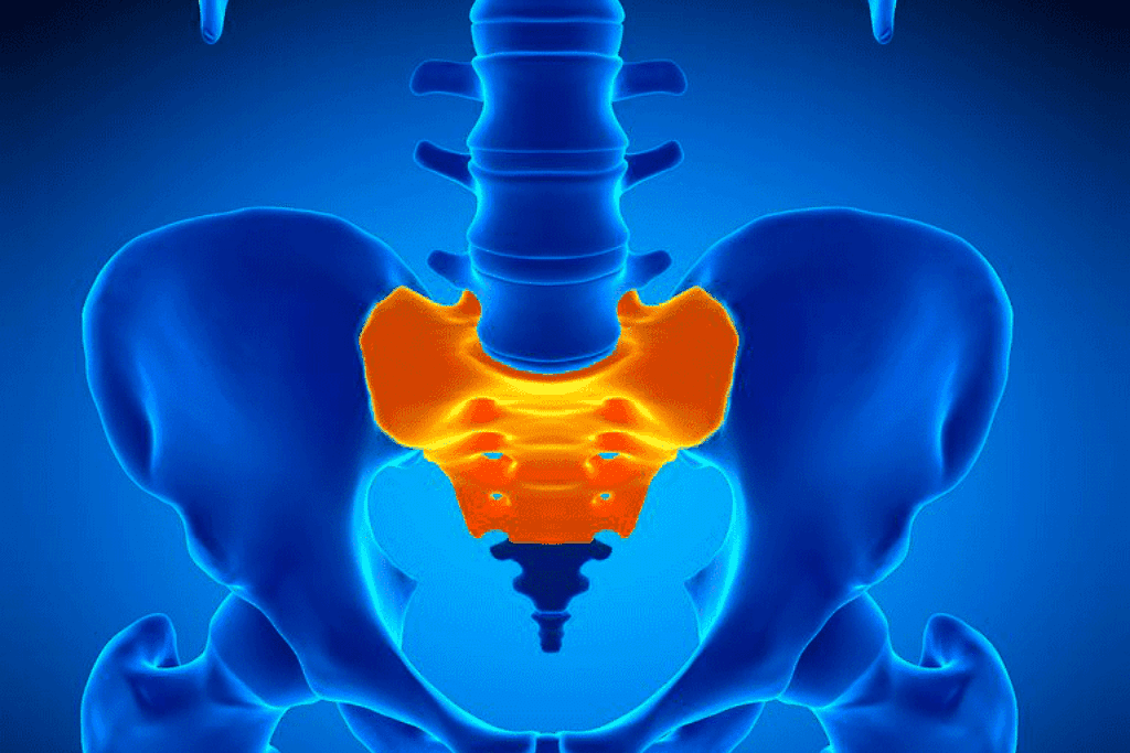 The bones of the pelvis with the sacrum highlighted